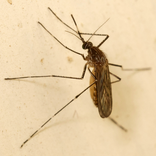 Western Encephalitis Mosquito photo 3