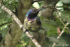 Cinnyris coccinigastrus