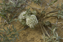 Cymopterus glomeratus