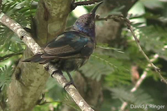 Cinnyris coccinigastrus