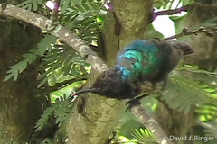Cinnyris coccinigastrus
