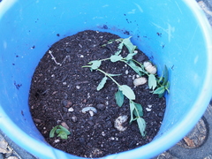 Cotinis mutabilis