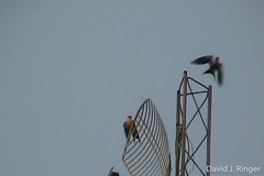 Cecropis senegalensis