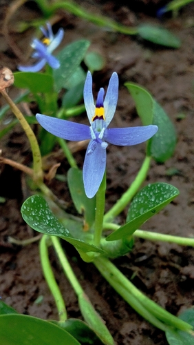 roundleaf mud-plantain