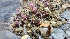 Mammillaria melanocentra melanocentra