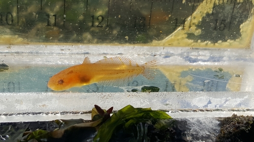 Tidepool Snailfish