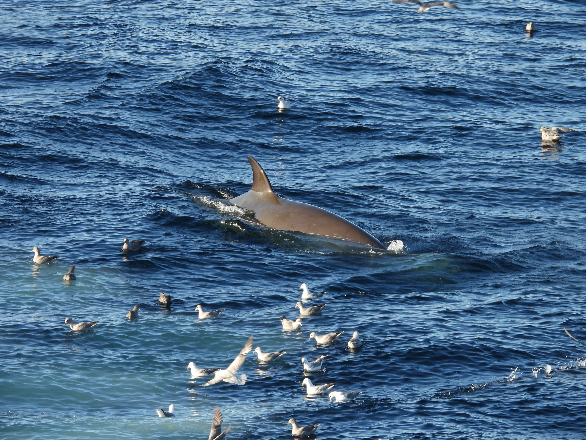 Hyperoodon ampullatus