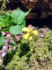 Viola rotundifolia
