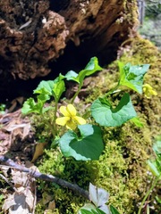 Viola rotundifolia