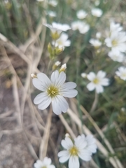 Cerastium arvense strictum