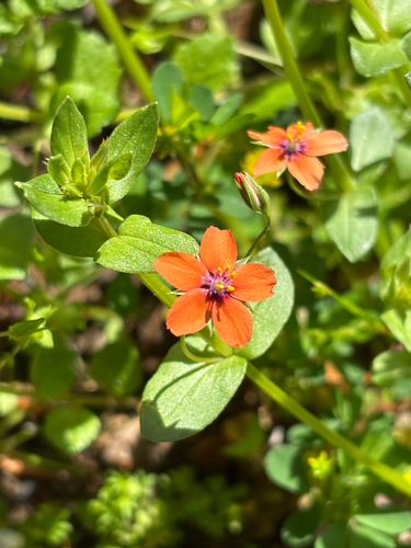 Anagallis arvensis iNat (3)