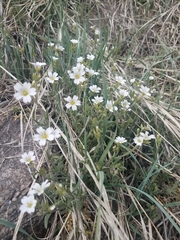 Cerastium arvense strictum