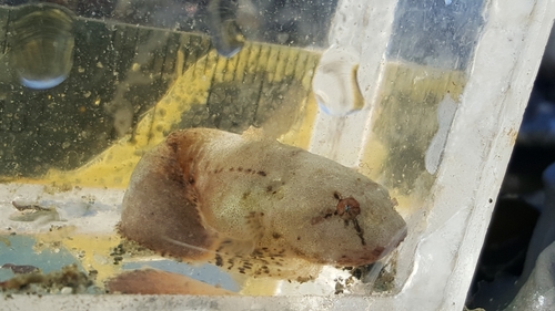 Spotted snailfish (Liparis callyodon) — Liparidae — 4