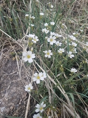 Cerastium arvense strictum