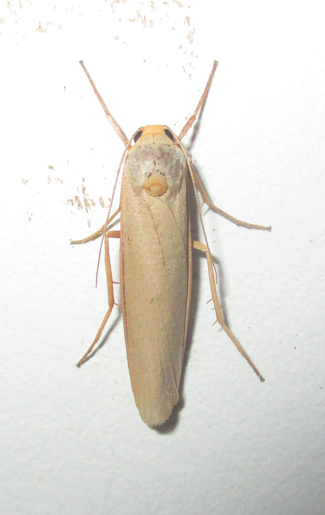 Sozusa