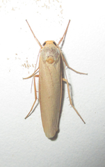 Sozusa scutellata