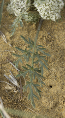 Cymopterus glomeratus