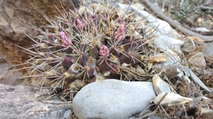 Mammillaria melanocentra melanocentra