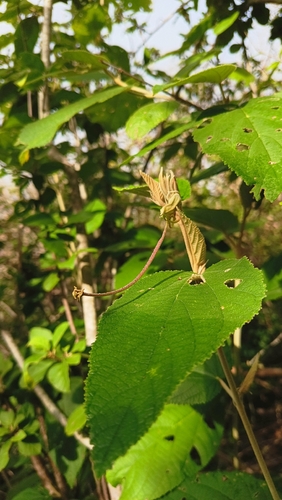 Helicteres baruensis
