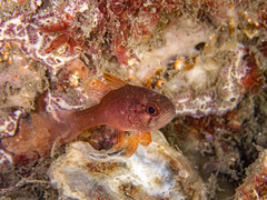 Vincentia novaehollandiae