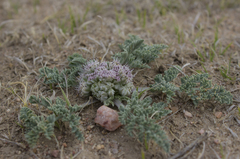 Vesper purpurascens