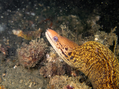 Gymnothorax cribroris