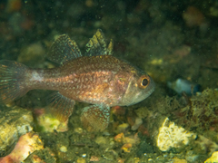 Vincentia novaehollandiae