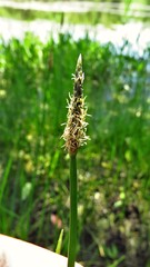Eleocharis compressa