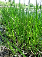 Eleocharis compressa