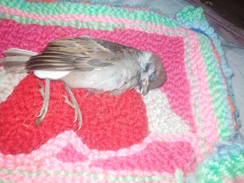 Eurasian Tree Sparrow