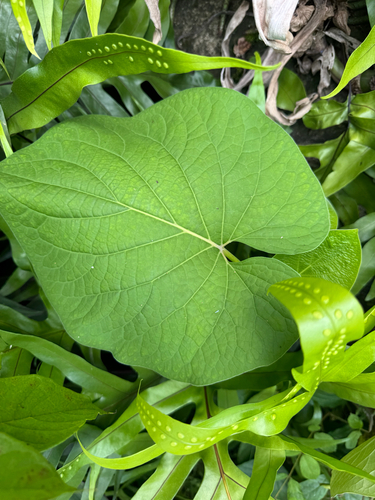 Piper auritum observed 2026-05-24