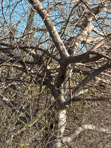 Bursera laxiflora S.Watson