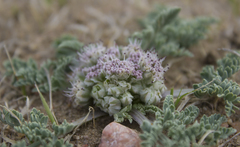 Vesper purpurascens