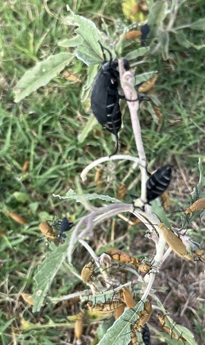 White-necklace Blister Beetle