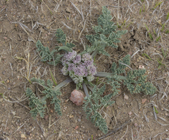 Vesper purpurascens