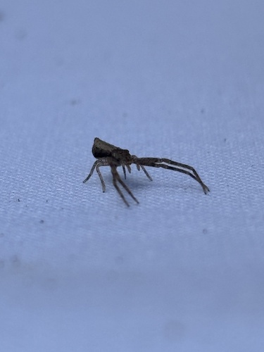 Tmarus nigrescens