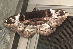 Erebus terminitincta