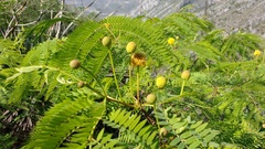Leucaena greggii