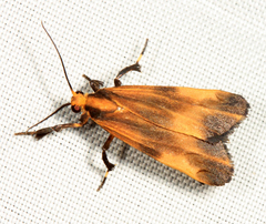Lycomorphodes