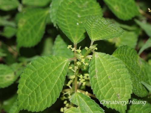 Pilea notata