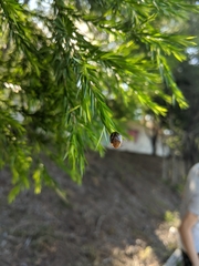 Paropsisterna semifumata