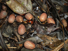 Socratea exorrhiza