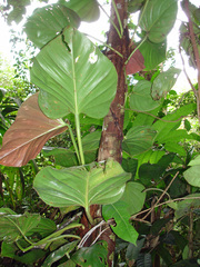 Philodendron fragrantissimum