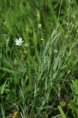 Stellaria dahurica