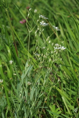Stellaria dahurica