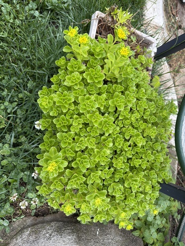 Phedimus kamtschaticus var. floriferum 'Weihenstephaner Gold'