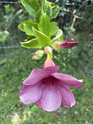Allamanda blanchetii, 2026-05-24