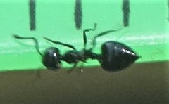 Crematogaster liengmei