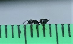 Crematogaster liengmei