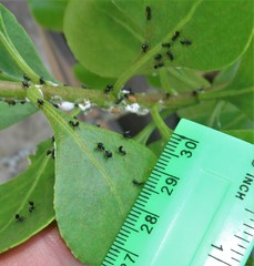 Crematogaster liengmei